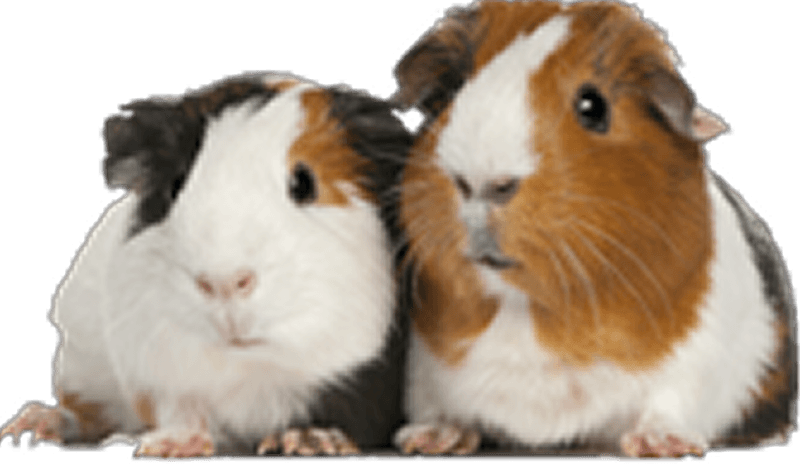 Guinea pigs decoration